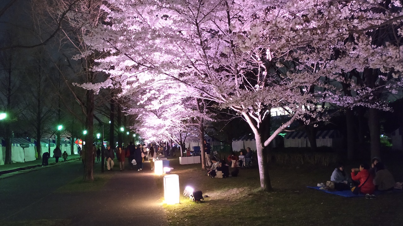 舎人公園の夜桜